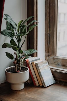 Modern home decor plant near window